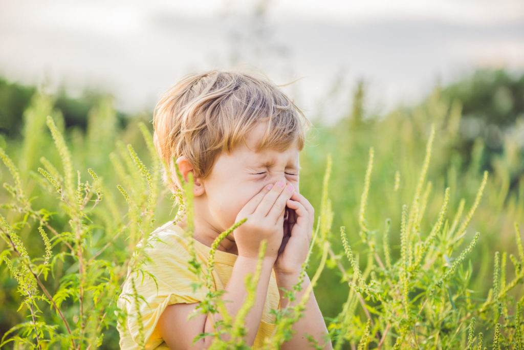 Boy sneezes because of an allergy to ragweed