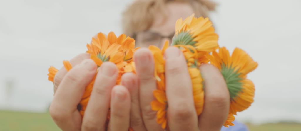 Calendula flowers in hands