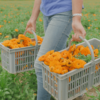 Calendula-harvest-baskets-min