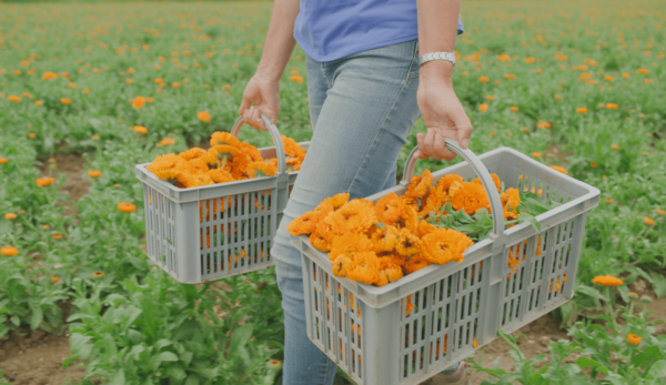 Calendula-harvest-baskets-min