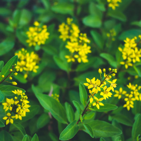 Yellow flowers with green leaves