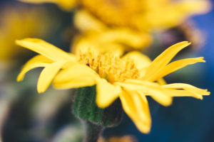 close up of Arnica montana, flower, yellow with green stem